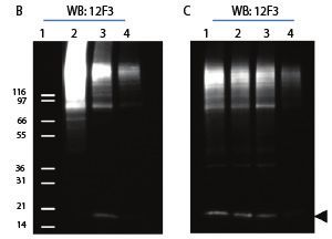 蛋白翻譯后修飾 ptm 檢測利器 cytoskeleton signal seeker 產(chǎn)品線促銷資訊 資訊 優(yōu)寧維公司官網(wǎng)